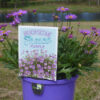 Brachyscome Fresco Purple