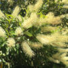 Buckinghamia celsissima