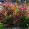 Callistemon All Aglow