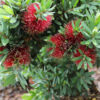 Callistemon Better John