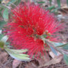 Callistemon Firebrand