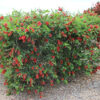 Callistemon Macarthur