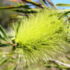 Callistemon pachyphyllus Green