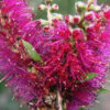 Callistemon Purple Splendour