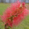 Callistemon Rose Opal