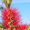Callistemon Slim
