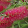 Callistemon Taree Pink