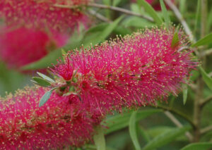 Callistemon Taree Pink - Natives R Us Plant Nursery In Traveston