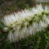 Callistemon White Anzac