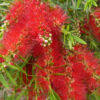 Callistemon Wildfire