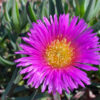 Carpobrotus glaucescens 'Aussie Rambler'