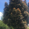Elaeocarpus Eumundii