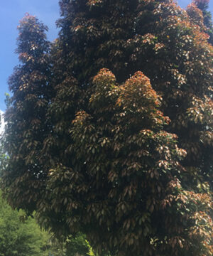 Elaeocarpus Eumundii