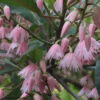 Elaeocarpus Prima Donna