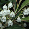 Elaeocarpus Reticulatus 'Blueberry Ash'