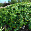Goodenia ovata 'Edna Walling Cover Up'
