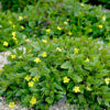 Goodenia ovata