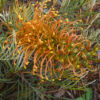 Grevillea Amber Blaze