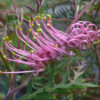 Grevillea Anticipation
