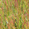 Austromyrtus Coppertops