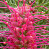 Grevillea Billy Bonkers at Natives R Us Plant Nursery, Servicing Gympie & Sunshine Coast