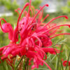 Grevillea Bonfire