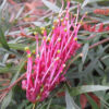 Grevillea Bronze Rambler