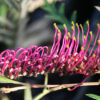 Grevillea Burgundy Beauty