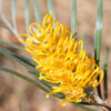Grevillea Bush Lemons