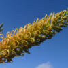 Grevillea Butterscotch