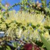 Callistemon Wilderness White