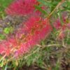 Callistemon Candy Pink