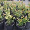 Backhousia myrtifolia