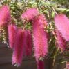 Callistemon Eureka