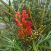 Grevillea Firesprite Natives R Us Traveston Native Plant Nursery Sunshine Coast Retail Native Plants Gympie Natives Noosa
