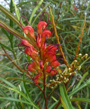 Grevillea Firesprite Natives R Us Traveston Native Plant Nursery Sunshine Coast Retail Native Plants Gympie Natives Noosa