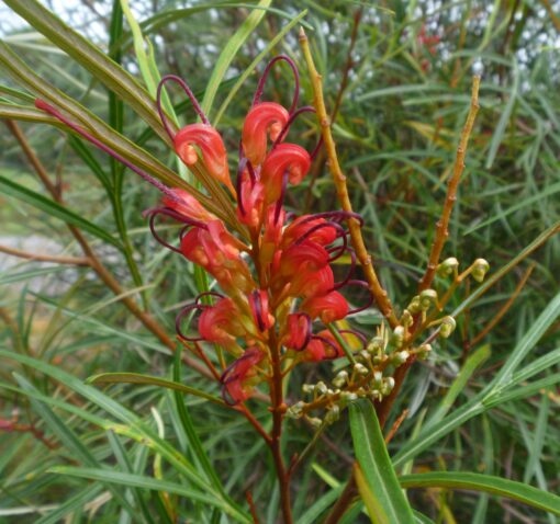 Grevillea Firesprite Natives R Us Traveston Native Plant Nursery Sunshine Coast Retail Native Plants Gympie Natives Noosa