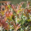 Grevillea Gaudi Chaudi Natives R Us Traveston Native Plant Nursery Sunshine Coast Retail Native Plants Gympie Natives Noosa