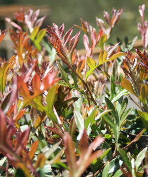 Grevillea Gaudi Chaudi Natives R Us Traveston Native Plant Nursery Sunshine Coast Retail Native Plants Gympie Natives Noosa