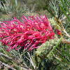 Grevillea Lollypops Natives R Us Traveston Native Plant Nursery Sunshine Coast Retail Native Plants Gympie Natives Noosa