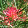 Grevillea Red Sunset Natives R Us Traveston Native Plant Nursery Sunshine Coast Retail Native Plants Gympie Natives Noosa