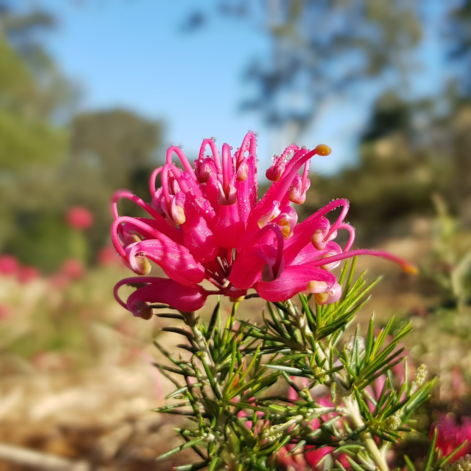 grevillea-rosy-s-baby-natives-r-us-plant-nursery-in-traveston