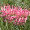 Grevillea Sylvia Natives R Us Traveston Native Plant Nursery Sunshine Coast Retail Native Plants Gympie Natives Noosa