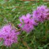 Melaleuca thymifolia - Natives R Us Traveston Native Plant Nursery Sunshine Coast Retail Native Plants Gympie Natives Noosa