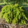 Baeckea Miniature at Natives R Us Traveston Native Plant Nursery Sunshine Coast Retail Native Plants Gympie Natives Noosa