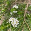 Baeckea Mt Tozer at Natives R Us Traveston Native Plant Nursery Sunshine Coast Retail Native Plants Gympie Natives Noosa