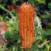 Banksia ericifolia at Natives R Us Traveston Native Plant Nursery Sunshine Coast Retail Native Plants Gympie Natives Noosa