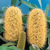 Banksia oblongifolia at Natives R Us Traveston Native Plant Nursery Sunshine Coast Retail Native Plants Gympie Natives Noosa