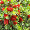 Callistemon Captain Cook at Natives R Us Traveston Native Plant Nursery Sunshine Coast Retail Native Plants Gympie Natives Noosa