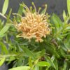 Grevillea Apricot Tingle at Natives R Us Traveston Native Plant Nursery Sunshine Coast Retail Native Plants Gympie Natives Noosa